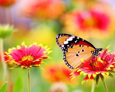 butterfly perched on flower