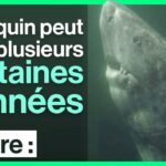 requin,documentaire,animaux,nature